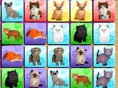 Cats Memo