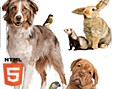 Animal Quiz